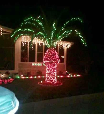 palm tree christmas lights